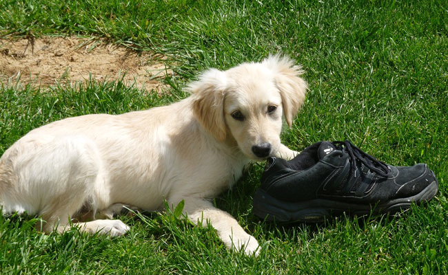 mon chien détruit